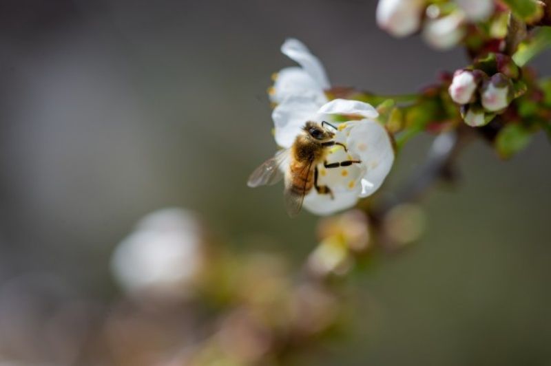 برخی از افراد به نیش زنبور حساسیت دارند.