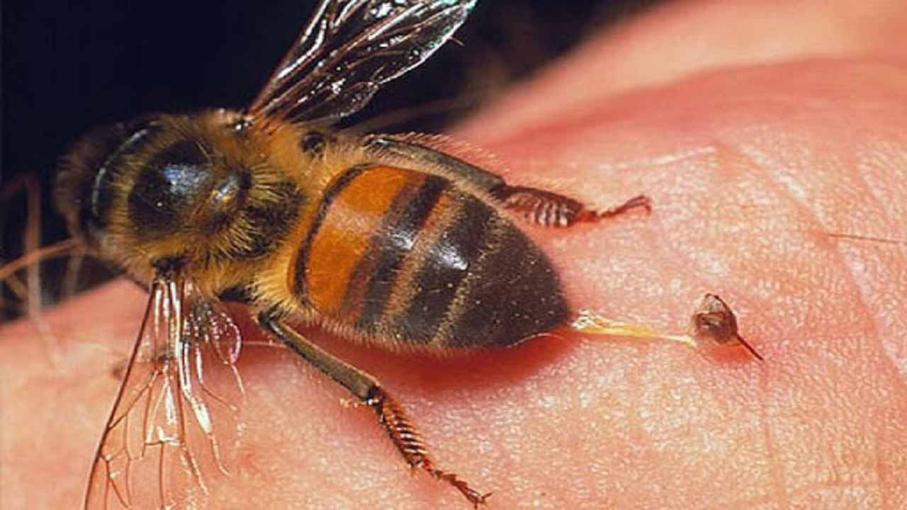 نیش زنبور خاصیت درمانی دارد.
