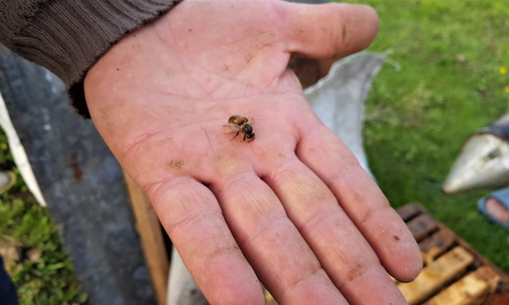درمان کرونا با نیش زنبور یکی از مواردی است که این روزها راجع به آن بحث می‌شود.