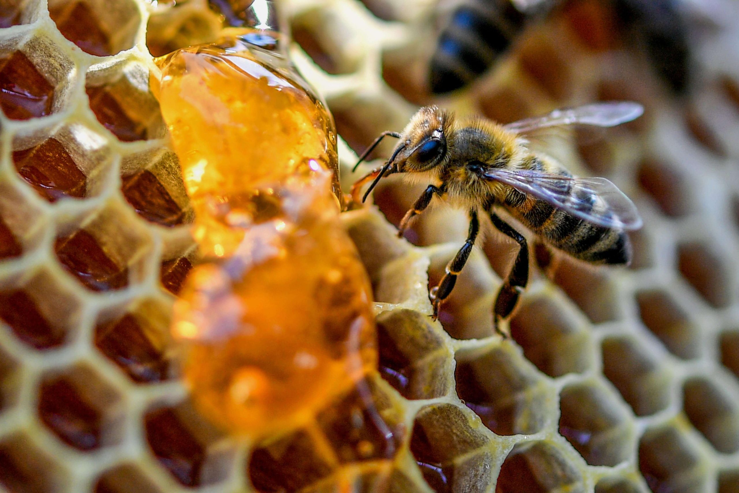 عسل طبیعی یکی از مواد پرویتامین است و به ساخت هموگلوبین خون کمک می‌کند.