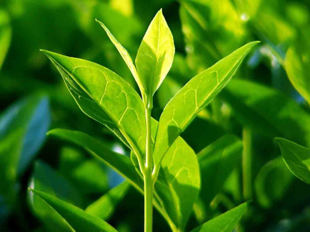 برای بهره بردن از خواص چای سبز برای مو باید نوع طبیعی آن را خریداری کنید.