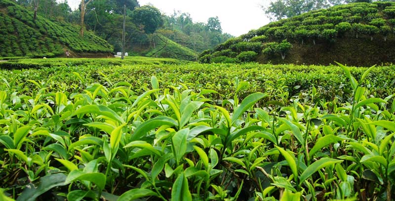 برای اولین بار حدود 5000 سال قبل بوته‌های چای در کشور چین به‌عنوان یک گیاه خودرو کشف شد.