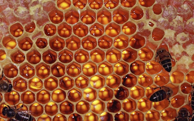 برای درمان بیماری های گوش با عسل فقط چند قطره از آن را در گوش بریزید. 